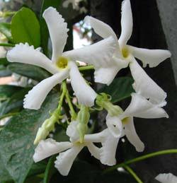 Jasmin étoilé / Trachelospermum jasminoides